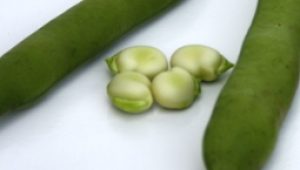 gartnerei-duftgarten-dicke-bohnen-eintopf-vorschaubild