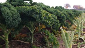 gartnerei-duftgarten-gruenkohl-pasta-vorschaubild