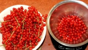 gartnerei-duftgarten-johannes-kuchen-vorschaubild