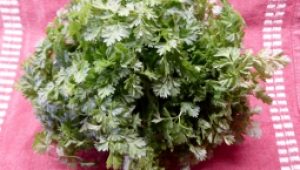 gartnerei-duftgarten-kerbel-sauce-vorschaubild