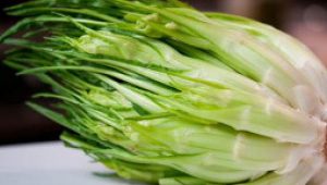 gartnerei-duftgarten-puntarelle-vorschaubild