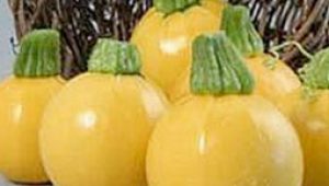 gartnerei-duftgarten-rezepte-gefuellte-rondini-vorschaubild