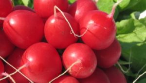 gartnerei-duftgarten-rezepte-radieschen-salat-vorschaubild