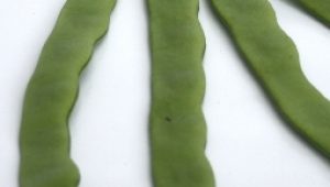 gartnerei-duftgarten-rezepte-stangenbohnen-pfanne-vorschaubild