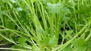 gartnerei-duftgarten-rezepte-stilmus-auflauf-vorschaubild