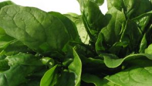gartnerei-duftgarten-spinat-vorschaubild