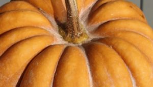 gartnerei-duftgarten-zuccini-kuerbis-risotto-vorschaubild