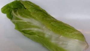 gartnerei-duftgarten-zuckerhut-salat-vorschaubild